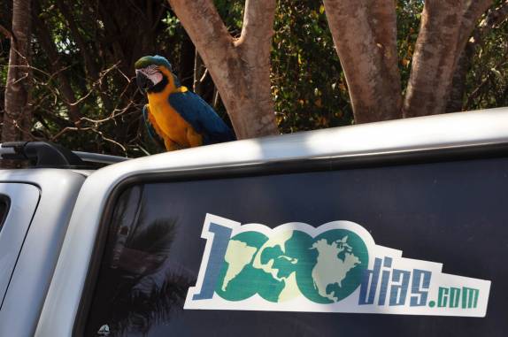 Arara descansa tranquilamente no capô da Fiona, em Bom Jardim, no Mato Grosso